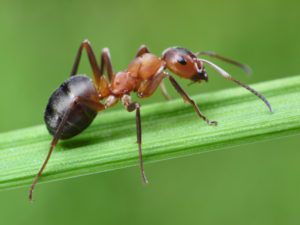 Fire Ant Control Services Provided by Mosquito Joe of Mansfield