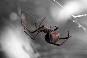 Get rid of spiders with mosquito joe - mansfield, tx